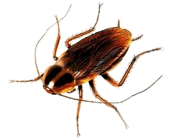 Roach Treatment | Commercial Pest Control Service