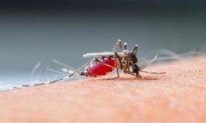 Mosquito Control