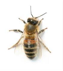 Honey Bee Removal - Eastern North Carolina