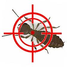 Wood Destroying Insect Report - Termite Report, Eastern Subterranean Termites, 