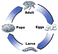 Diagram showing the flea life cycle stages—egg, larva, pupa, and adult—explaining why move-out flea treatment is necessary in Jacksonville, North Carolina