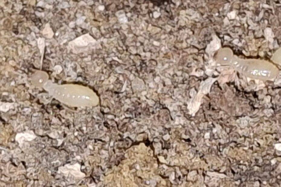 Eastern Subterranean Termites, Termites, Termite Control, Termidor Perimeter Plus, Treatment, Termite Treatment, Termite Estimate, Termite Inspections, Termite Reports, Termite Pre-treatment, Soil Treatment, New Construction Termite Control,