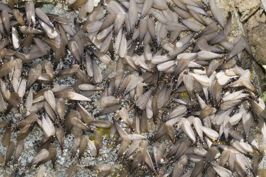 Swarming Termites, Flying Termites, Flying Ants, Termites, Eastern Subterranean Termites