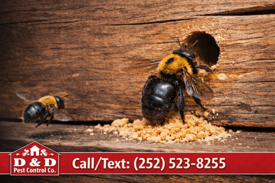 Carpenter Bees, Carpenter Bee
