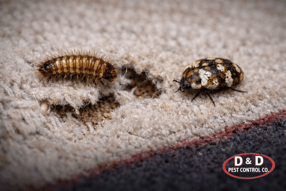 Carpet Beetles