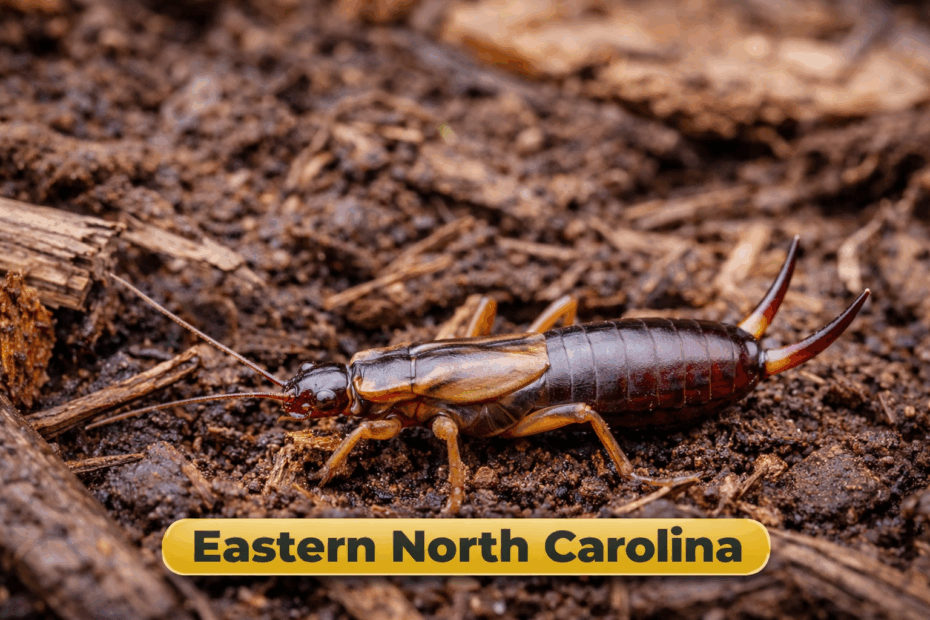 Earwig