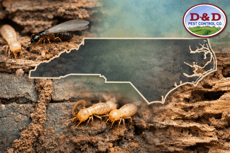 Eastern Subterranean Termites, Termites, Termite Facts,