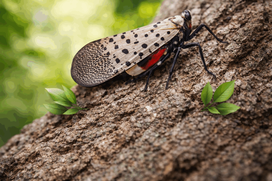Spotted Lanternfly